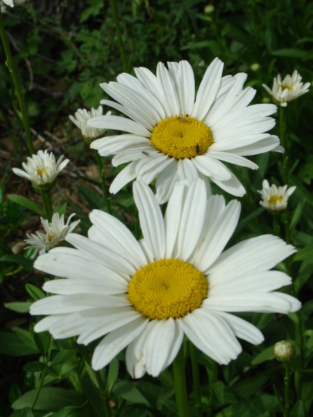 My Shasta Daisies