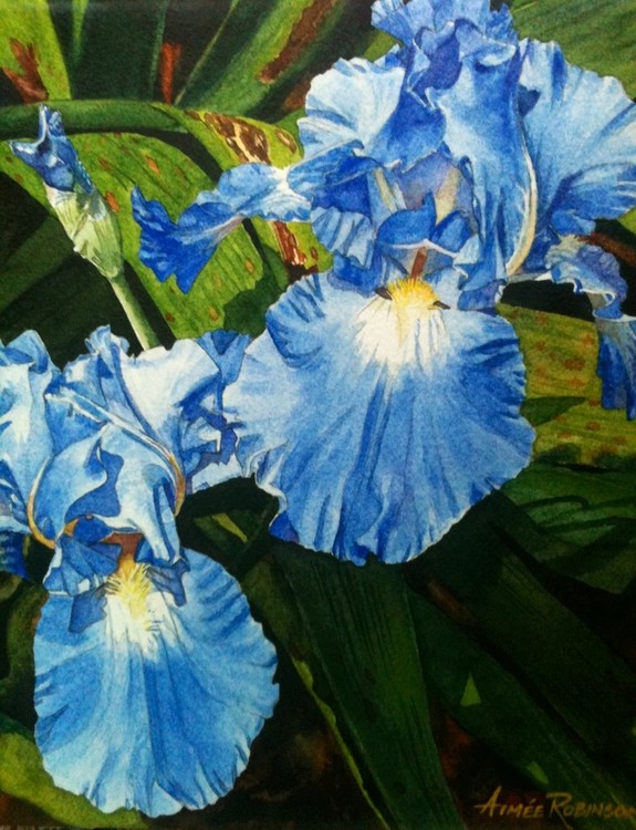 Blue Irises