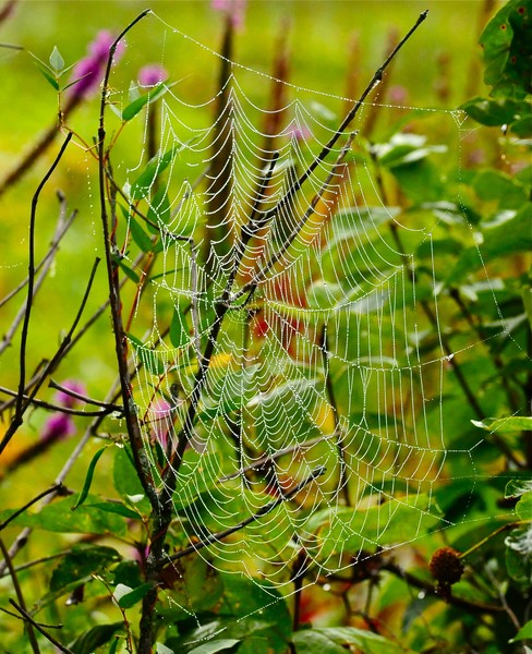 One of Natures Gems