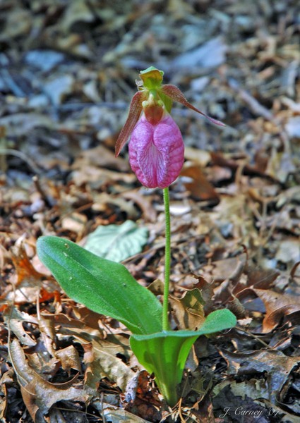  Lady's Slipper