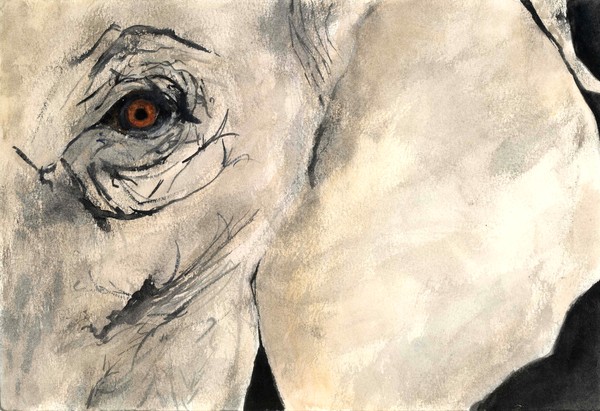 l'elefant