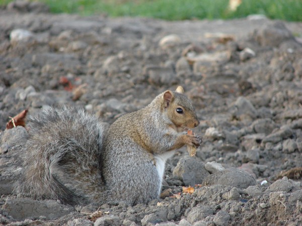 Morning Munching