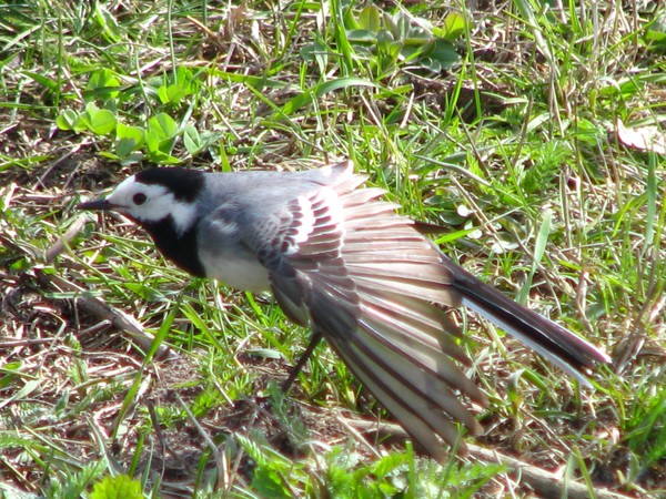 Naturephotos2008-igirex08