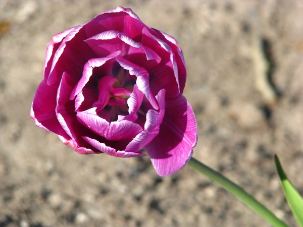 TULLIP SERIES/DEEP VIOLET/PINK
