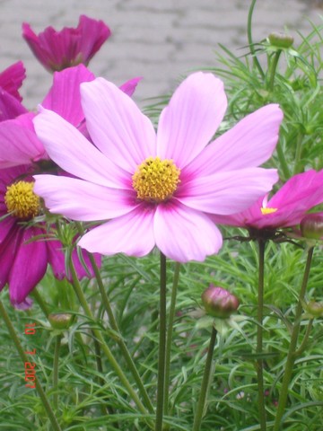 SERIES OF PINK FLORAS
