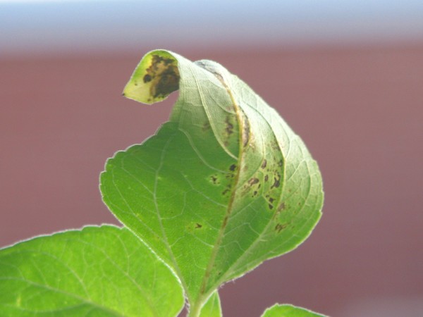 LEAF CURELD