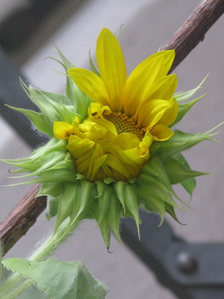 Yellow florals
