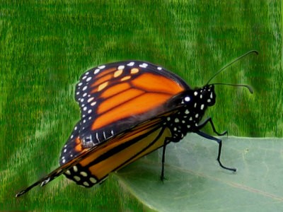 Orange And Black Butterfly Digital Art