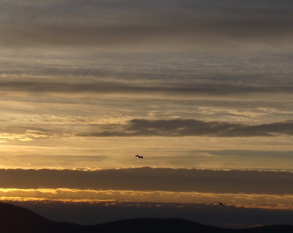 the early bird