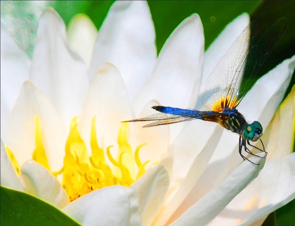 Dragonfly I
