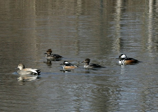 Amazing Diving Ducks