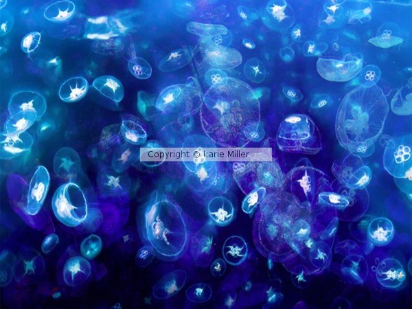 jellyfish 3