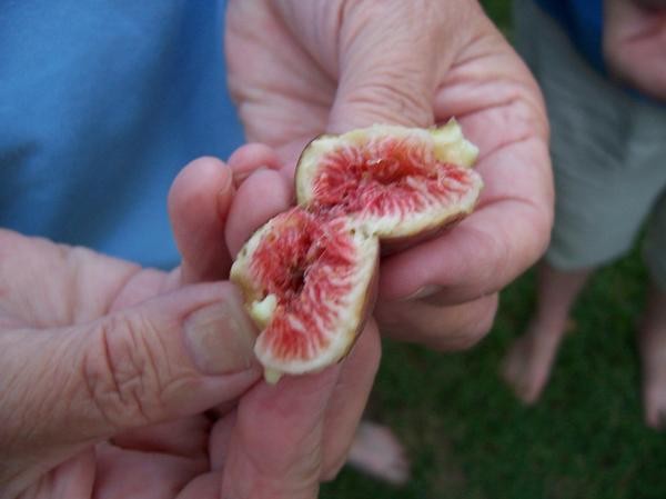 Grandma's Hands