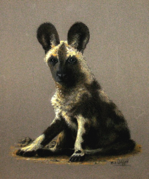 Pastel - Wild Dog Pup