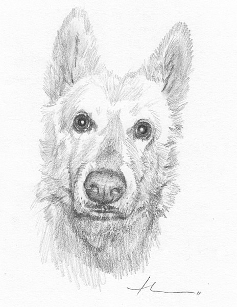wp-lg albino dog pencil portrait