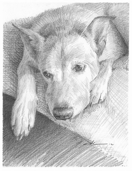 resting dog pencil portrait