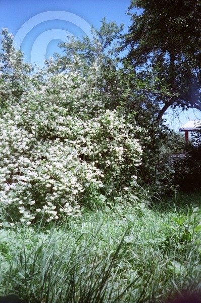 jasmin huge bush