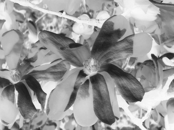 Dogwood Blossom  Negatized