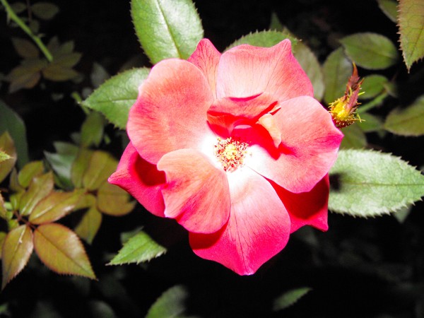 Wonderful Pinks