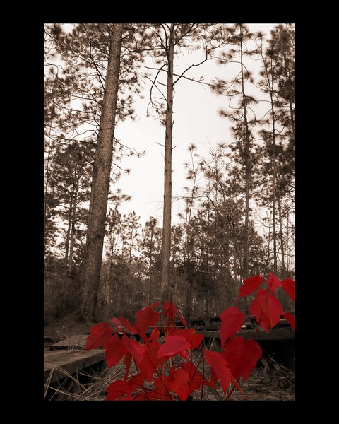 Alone in Red