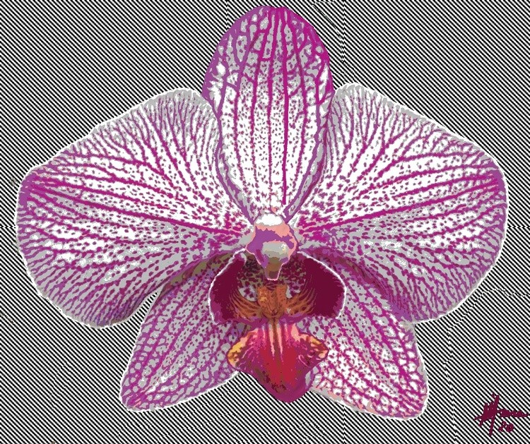 ORCHID