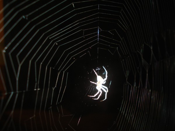 night hunt