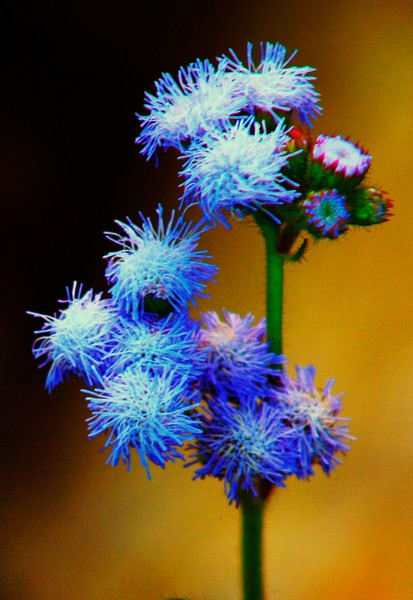 Blue Wildflower