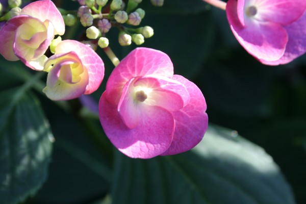 Pretty in Pink