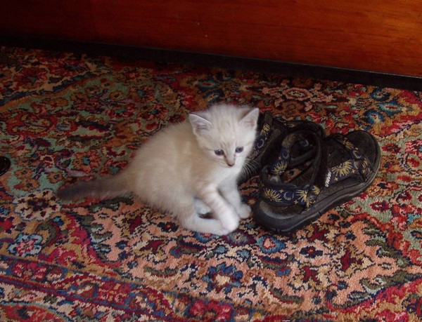 Iris with my Shoe