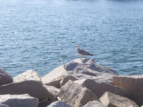 The Seagull Stands Alone