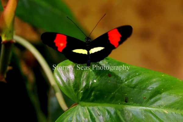 ButterFly Natural History Museum