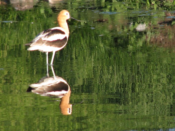 Reflection