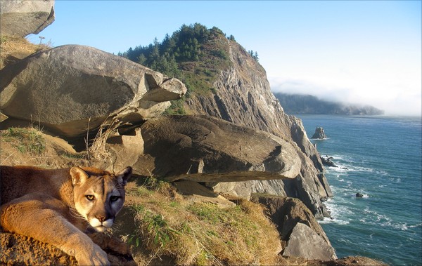 1070-California Coast Cougar