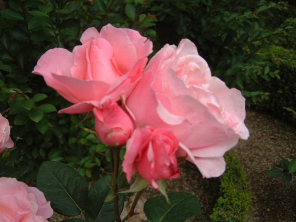 Autumn Roses shining at the sunset...