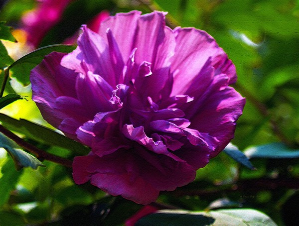 Althea II