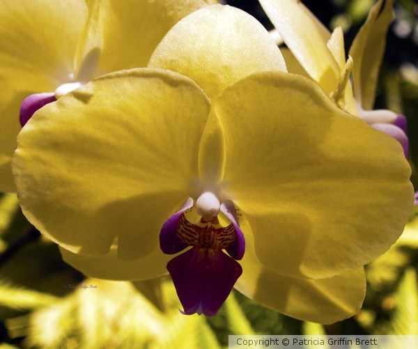 Orchid Study VI