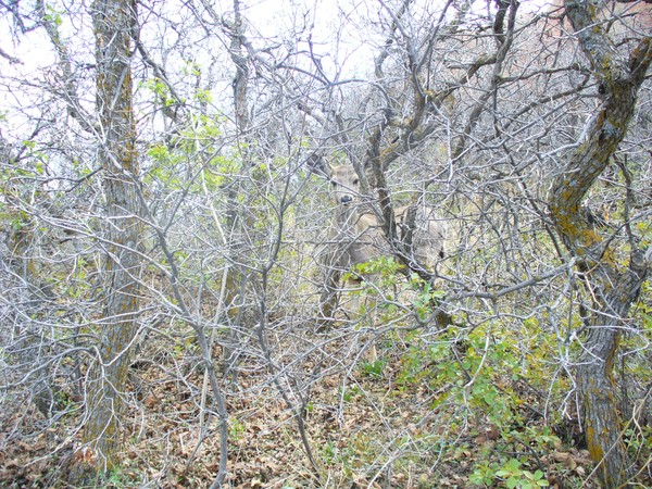 Deer Camoflauge