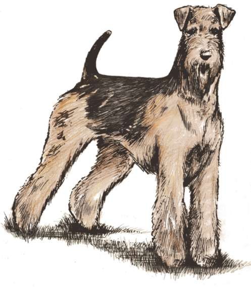 Airedale