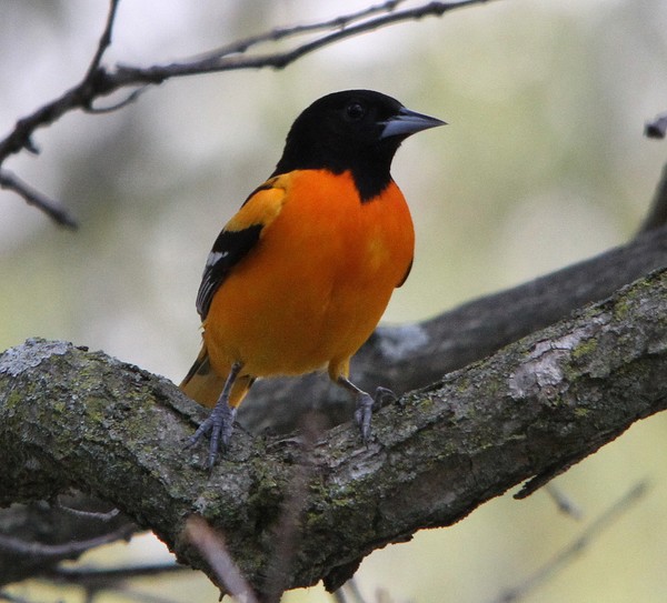 Baltimore Oriole