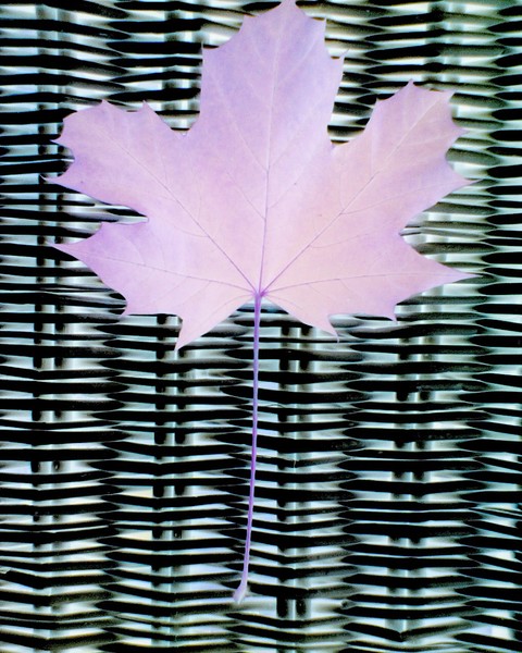 The Maple Collection 4