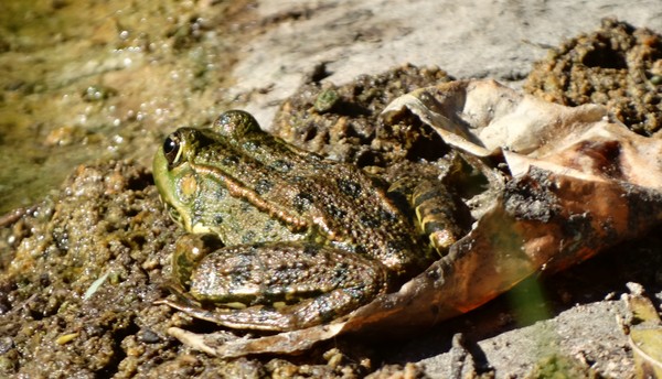 the frog