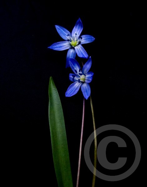 Wild Hyacinth too!