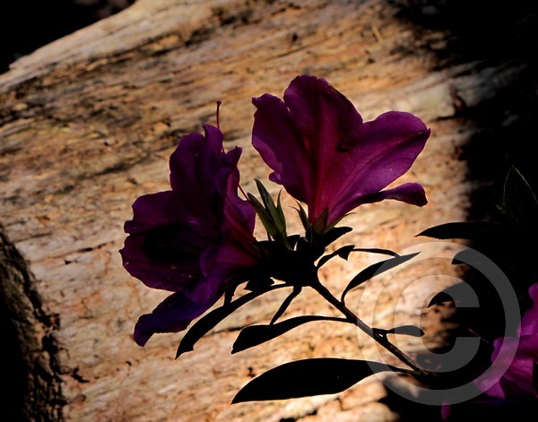 A Touch of Purple - Silhouette!