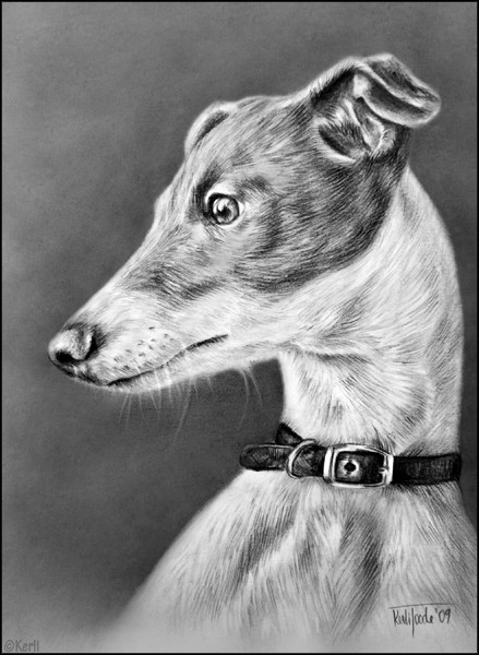 Italian greyhound