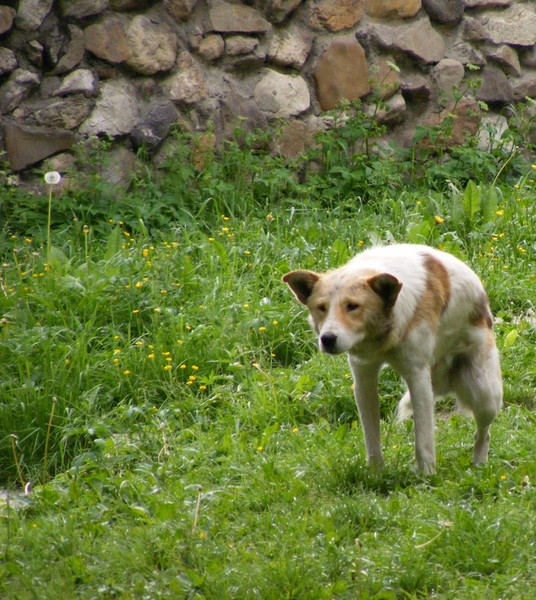 dog