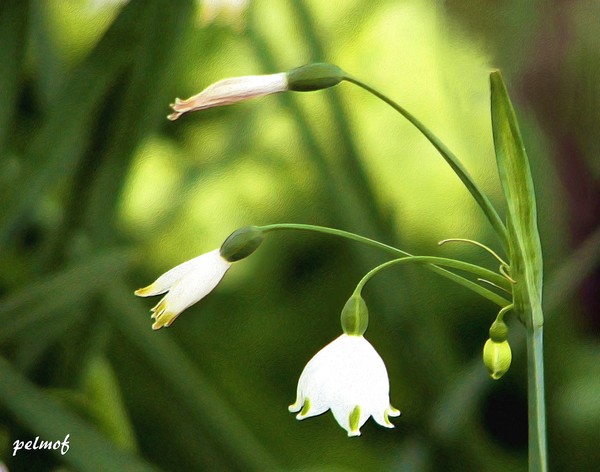 Spring Snowdrops