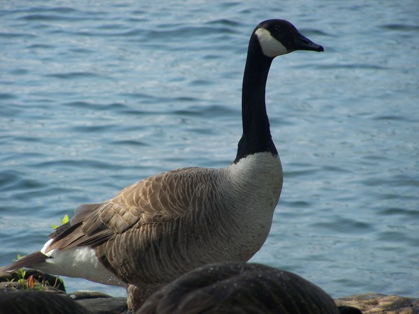 Island Grace