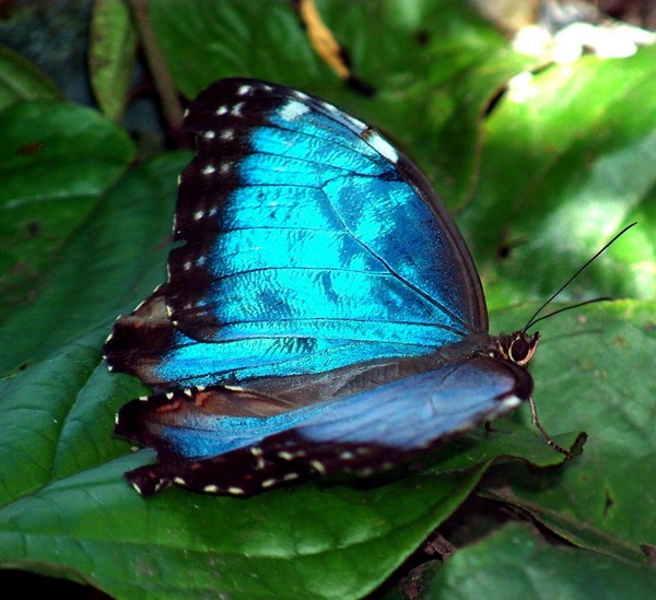 Blue Beauty  (Thanks, Anna Marie Fritz)