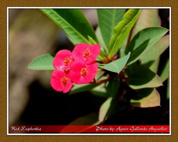 Red Euphorbia