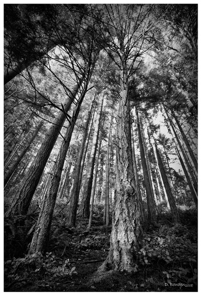 For All The Trees